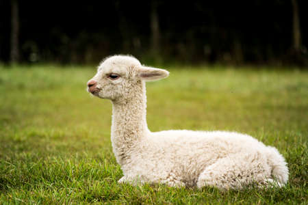White alpaca baby sitting on the grassの写真素材