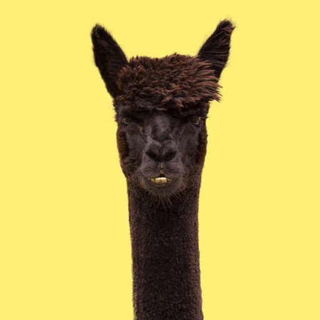 Black funny alpaca on yellow background.の写真素材