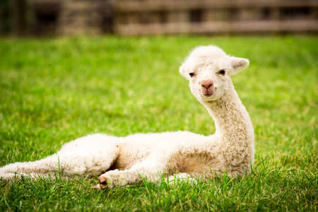 White alpaca baby on the grassの写真素材