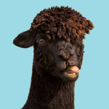 Black funny alpaca llama showing tongue isolated on blue backgroundの写真素材