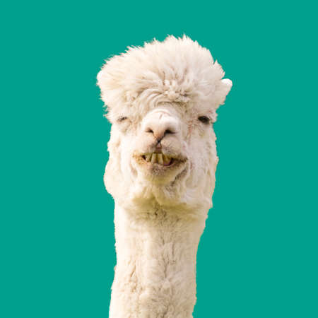 Funny alpaca llama on blue backgroundの写真素材