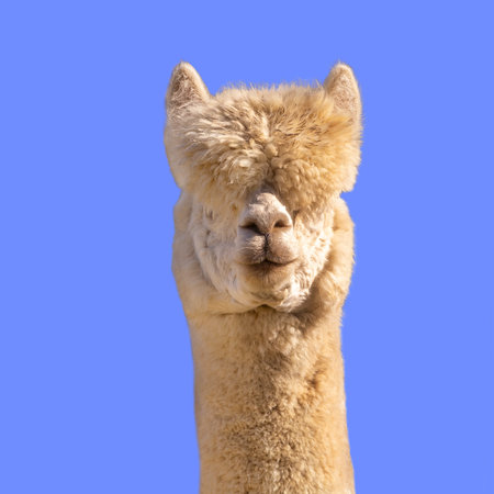 Funny white alpaca on blue backgroundの写真素材