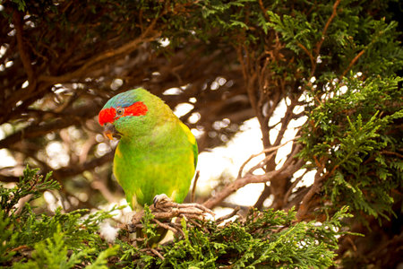 The musk lorikeet (Glossopsitta concinna). Australian parrot in the wild
