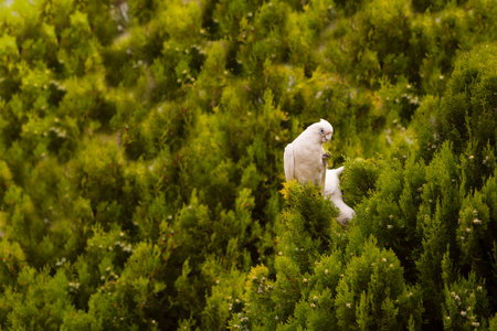 The little corella (bare-eyed cockatoo) eating fruit on a tree. Australia.の写真素材