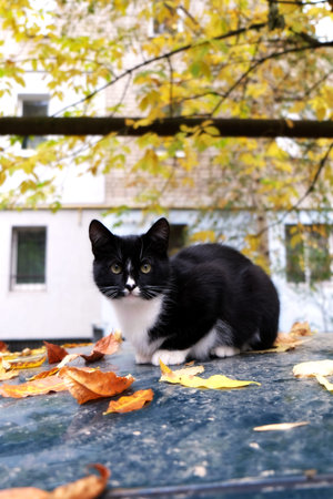 Black cat with white breast. Autumn leavesの写真素材