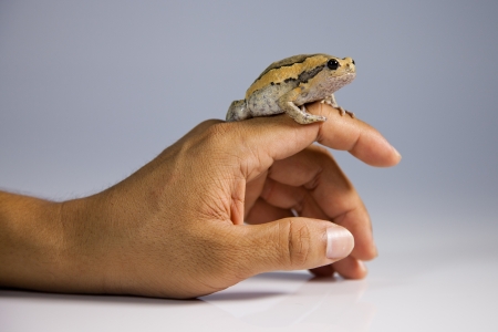 frog in hand の写真素材