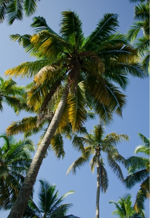 Coconut trees, palms against the sky and green palm leavesの写真素材