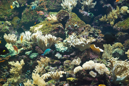 Vivid coral reef 
