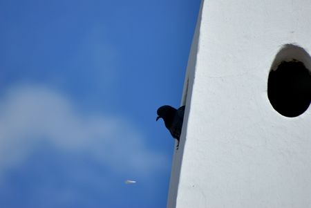 Bird looking out of building at floating paperの写真素材