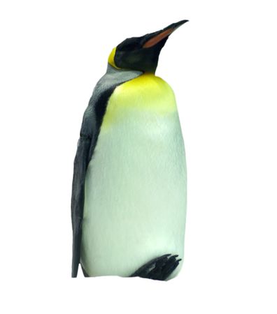 King Penguinの写真素材