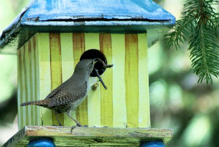 House wren lifting twig into bird house opening for its nestの写真素材