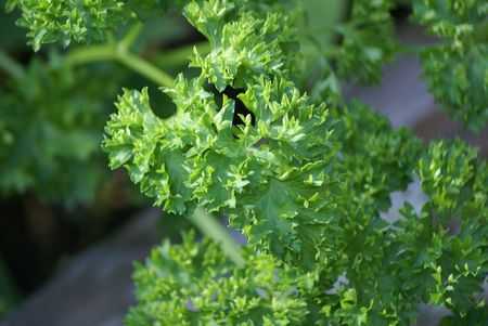 Fresh green curly leaf parsleyの写真素材