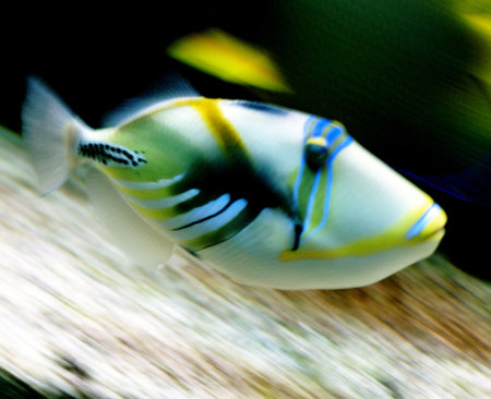 Swimming colorful tropical fish