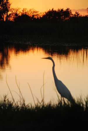 Egret on Florida Lake at sunsetの写真素材