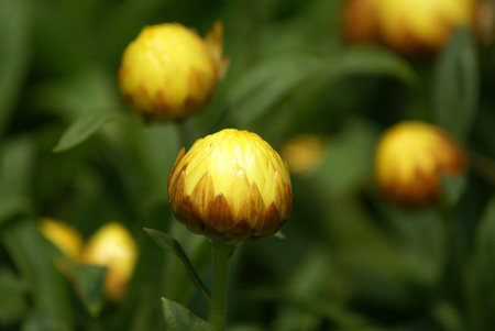 Strawflower blossoms                    の写真素材