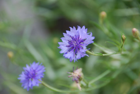 Blue cornflower in garden giving dreamy appearance