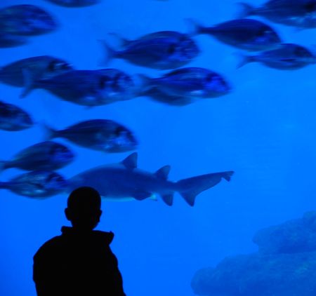 Silhouette of child observing fish in an aquariumの写真素材