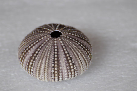 sea urchinの写真素材