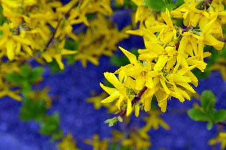 Forsythia branch