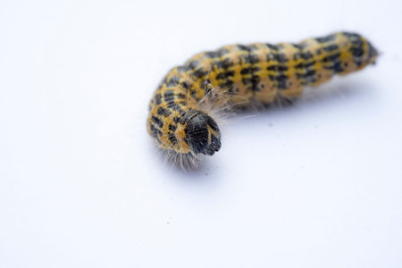 caterpillar