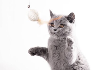 playing young british shorthair kittens from a nestの写真素材