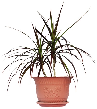 Houseplant dracaena palm in brown flowerpot, isolatedの写真素材