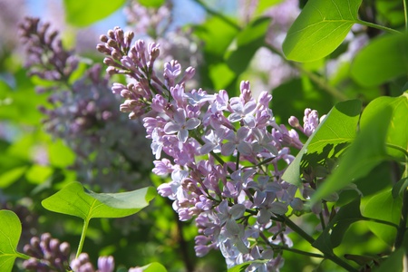 Green branch with spring fragrant lilac flowersの写真素材