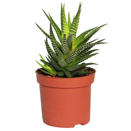 Haworthia in brown flowerpot on white backgroundの写真素材