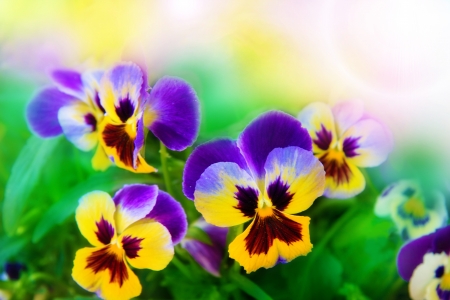 Flowering pansies in the bright spring backgroundの写真素材