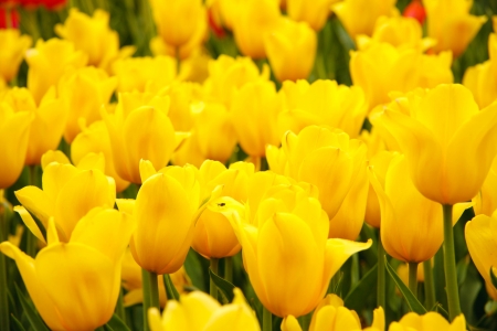 Many bright yellow tulips in a flowerbedの写真素材
