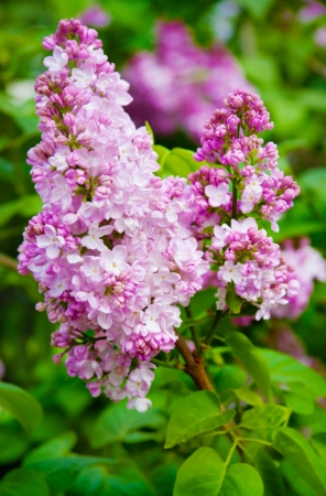 Lilac flowers in spring on background of green leavesの写真素材