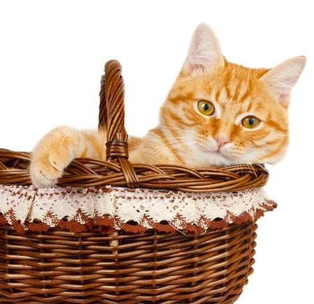 Rad cat kitten sitting in the bascket on a white backgroundの写真素材