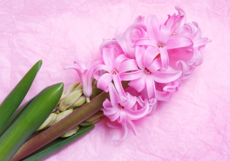 Flowering pink hyacinth on a light backgroundの写真素材