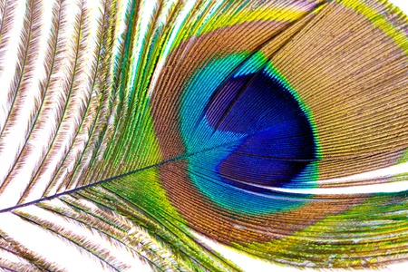 Peacock feather closeup on a white の写真素材