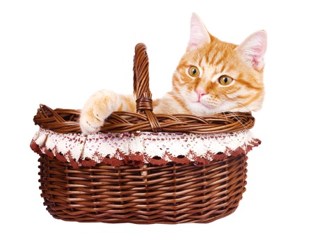 Rad cat kitten sitting in the bascket on a white backgroundの写真素材