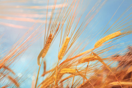 Wheat field and blue sky