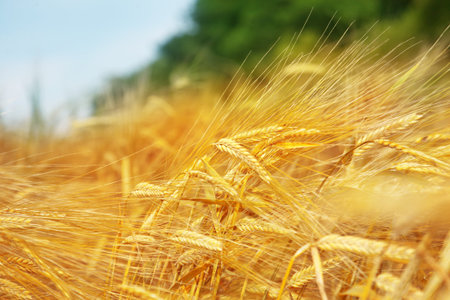 Wheat field, tree and blue sky