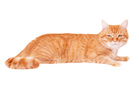 Classy red cat lying on the floorの写真素材