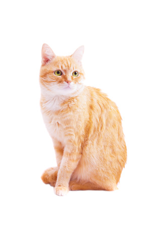 Red cat on a white background, isolatedの写真素材