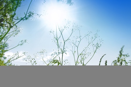 Wild plant against the blue sky on a sunny dayの写真素材