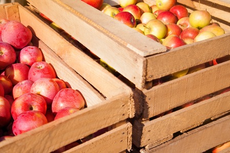 Wooden boxes with ripe red apples on a sunny dayの写真素材