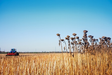 Remains of the crop and the tractor far field against the blue skyの写真素材