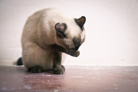 Thai Cat breed washes his muzzle sitting on the floorの写真素材
