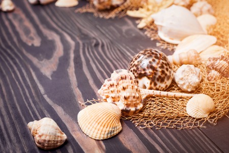 Sea shells on a dark old plank backgroundの写真素材