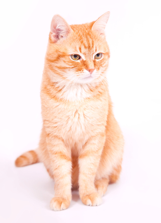 Red cat sitting on a white background in studioの写真素材
