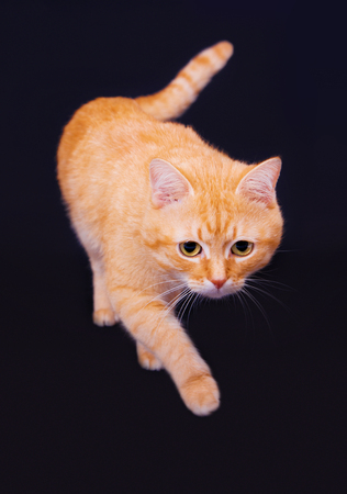 Red cat goes in studio on a black backgroundの写真素材