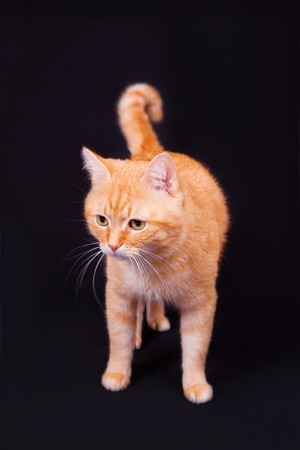 Red cat goes in studio on a black backgroundの写真素材