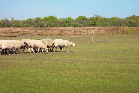 A flock of sheep grazing in the meadow on sunny summer dayの写真素材