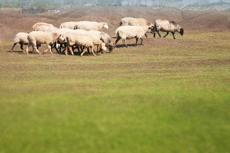 A flock of sheep grazing in the meadow on sunny summer dayの写真素材