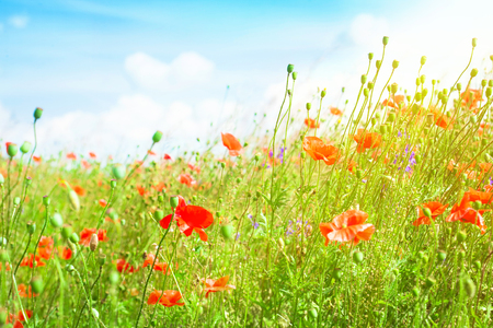 Landscape with blue sky and red poppies in green grassの写真素材